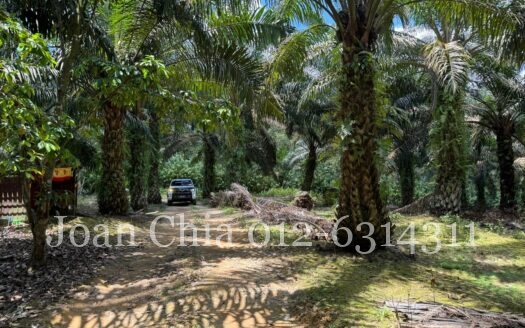 Kulai Agriculture Land For Sale (古来农业土地出售）