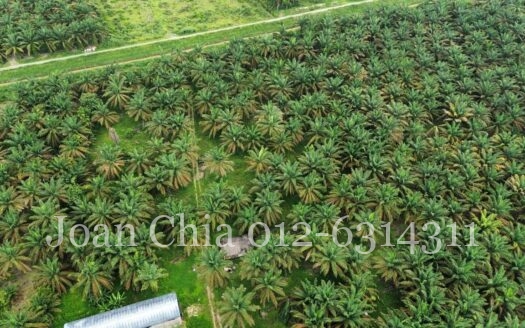 Kulai (5 Acres) Agriculture Land Batu 29 古来土地出售 29里